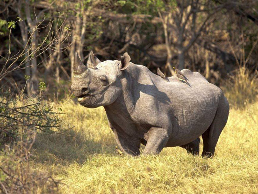 Nearly 50 rhinos killed in Botswana in 10 months as poaching surges