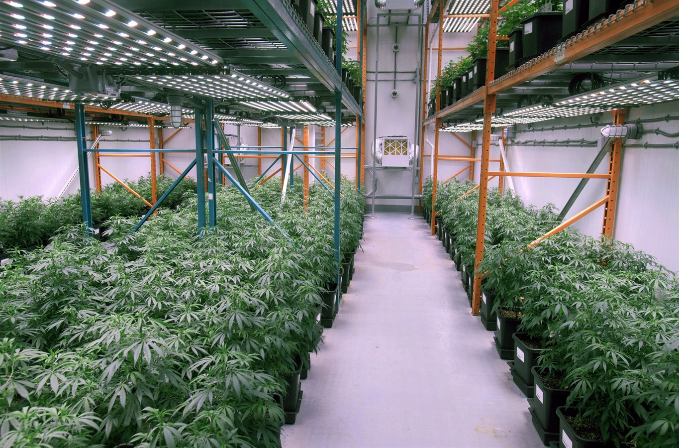 South Africa to build a cannabis college