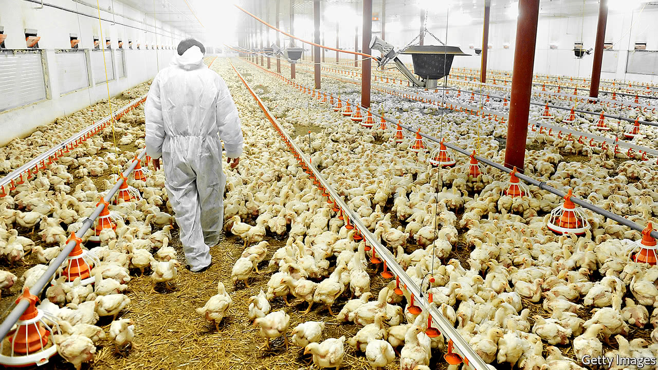 South Africa targets poultry sector to improve exports