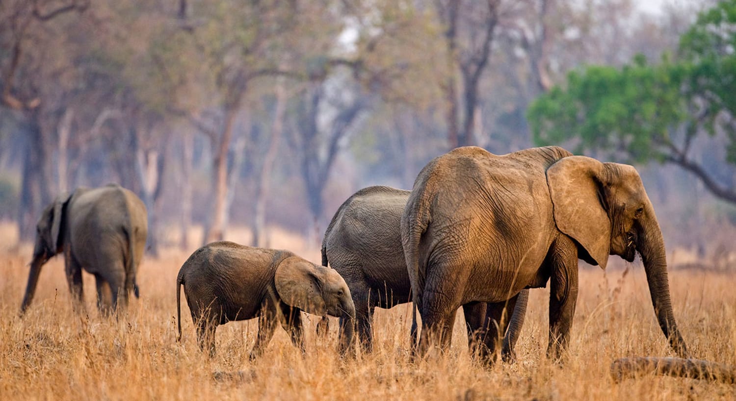 Zambia launches tourism master plan to boost travel