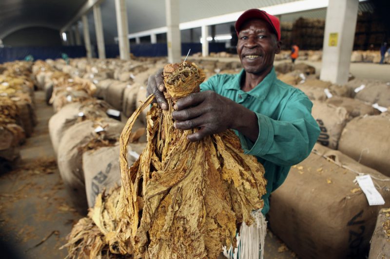 Zimbabwe reopens tobacco auctions after coronavirus delay