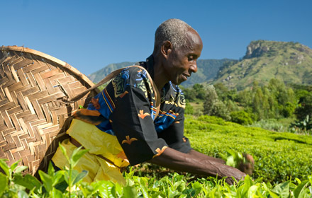 Coronavirus brews trouble for tea markets, disrupts supply as demand spikes