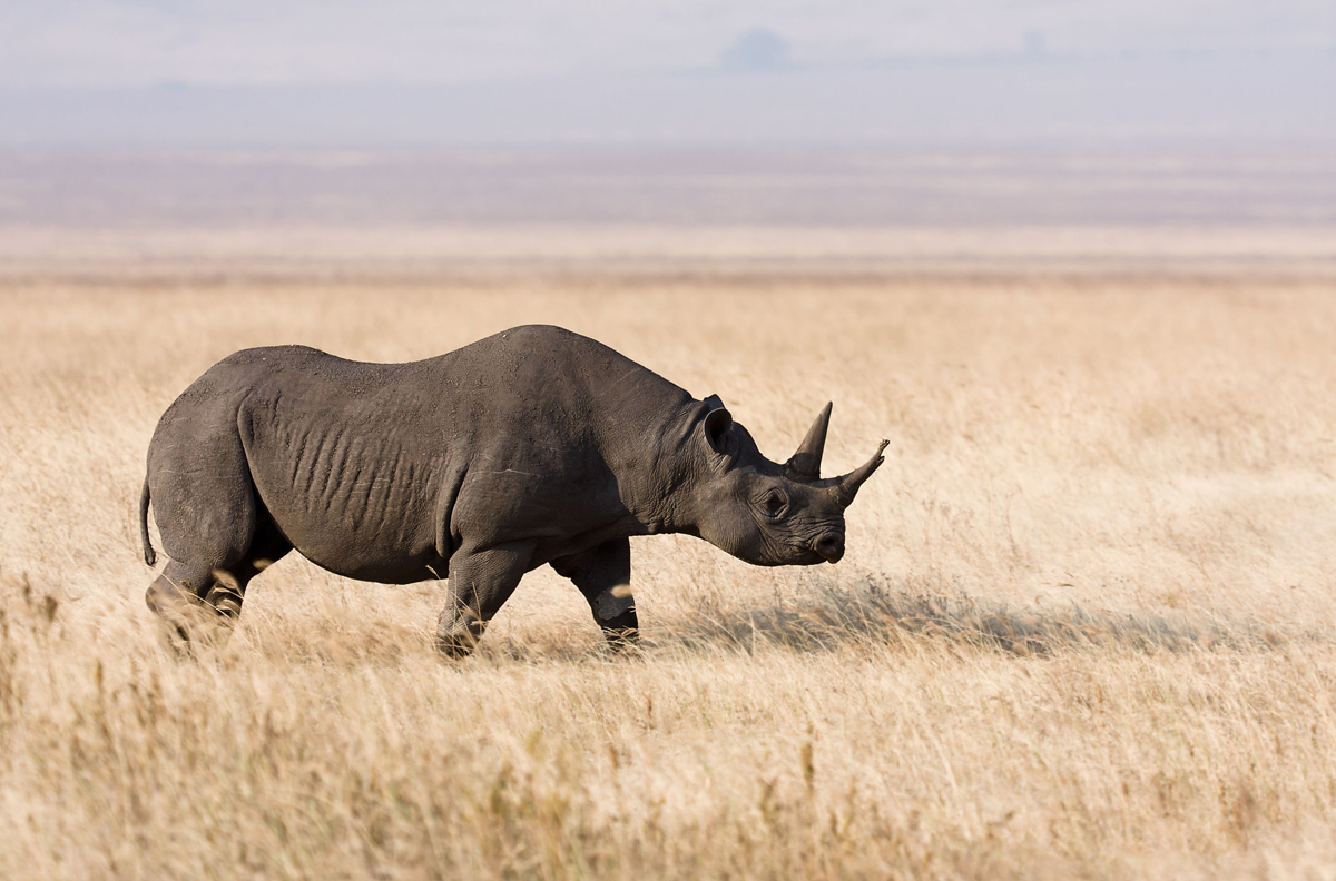 Rare black rhinos relocated to Tanzania in Serengeti repopulation plan