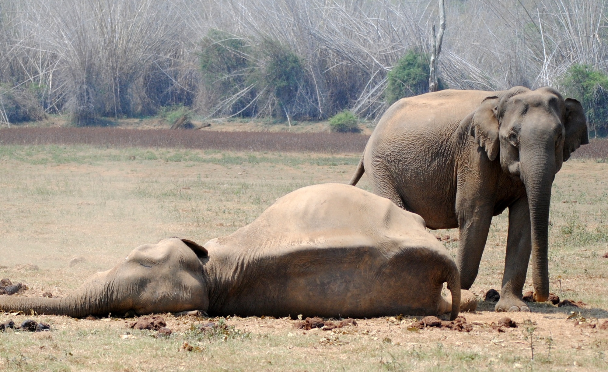 Zimbabwe investigates mysterious deaths of 11 elephants