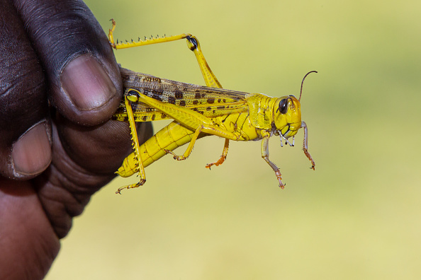 Namibia needs $1.8 million to fight locust outbreak