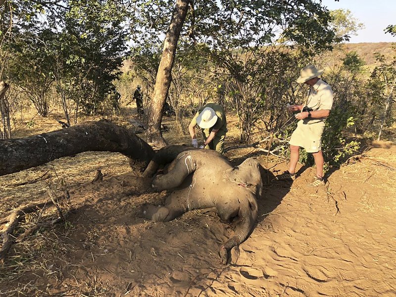 Zimbabwe elephants died from bacterial disease, say experts