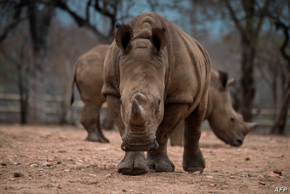 World Wildlife Plummets More Than Two-Thirds in 50 Years