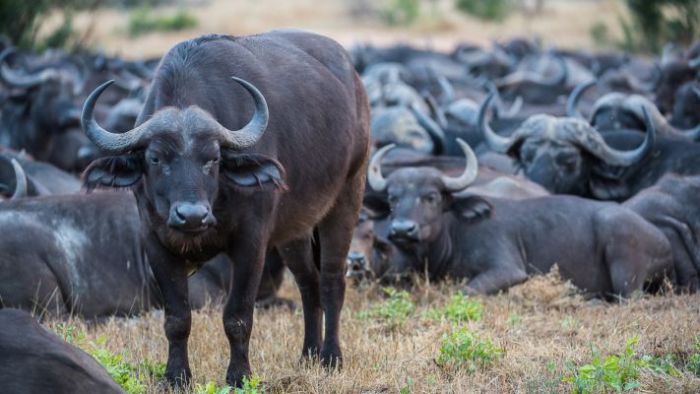 For sale: 100 Namibian buffalos, buyers must ‘bear all risks’