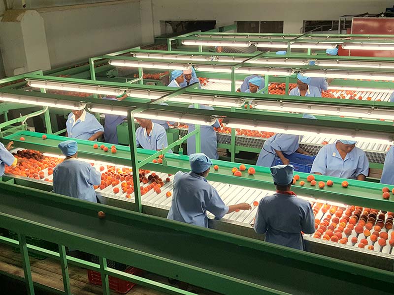 Zimbabwe veg Producer taps Renewables start-up for solar power backup