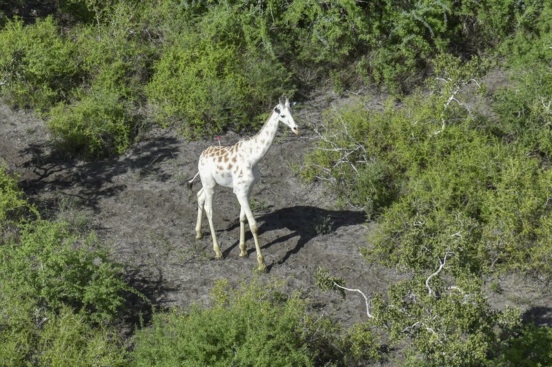 World’s last known white giraffe gets GPS tracking device