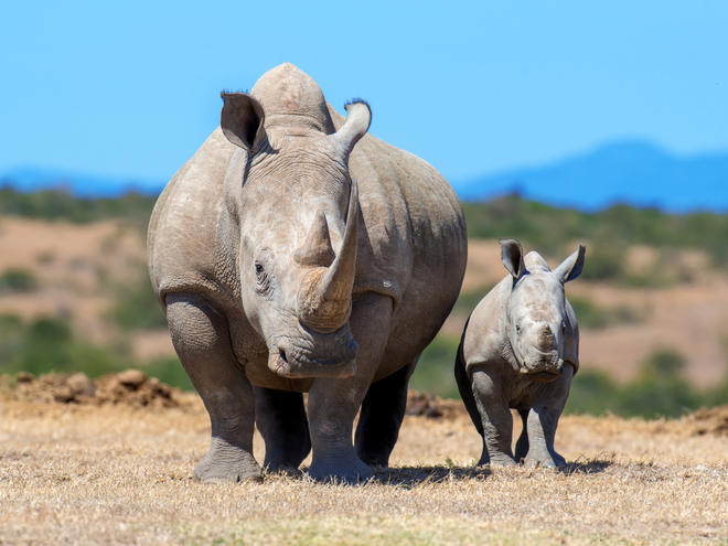 Kenya implants microchips in rhinos to fight poaching