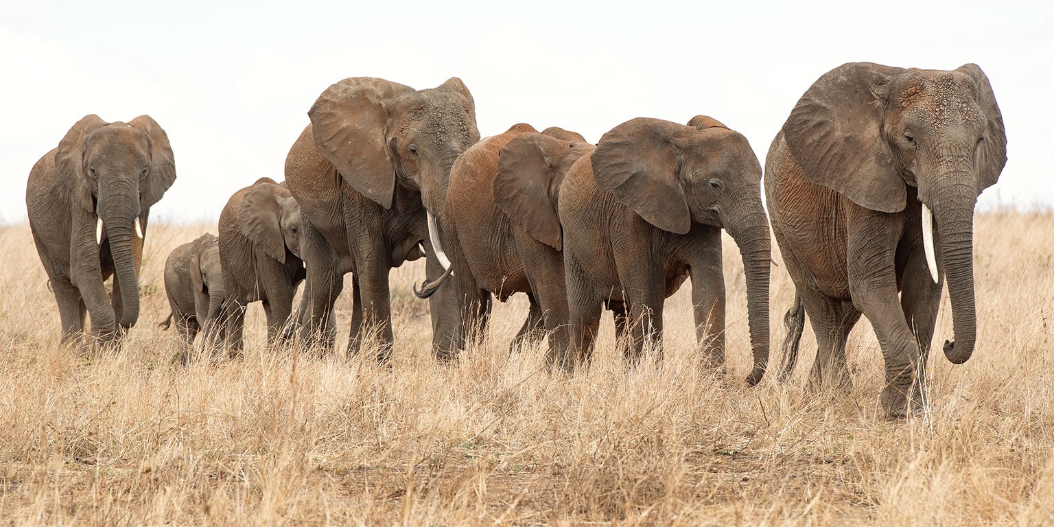 The African Wildlife Foundation to enhance partnership with China to boost conservation efforts