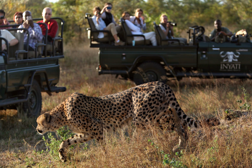 Wildlife protections, especially in Africa, cut sharply during pandemic