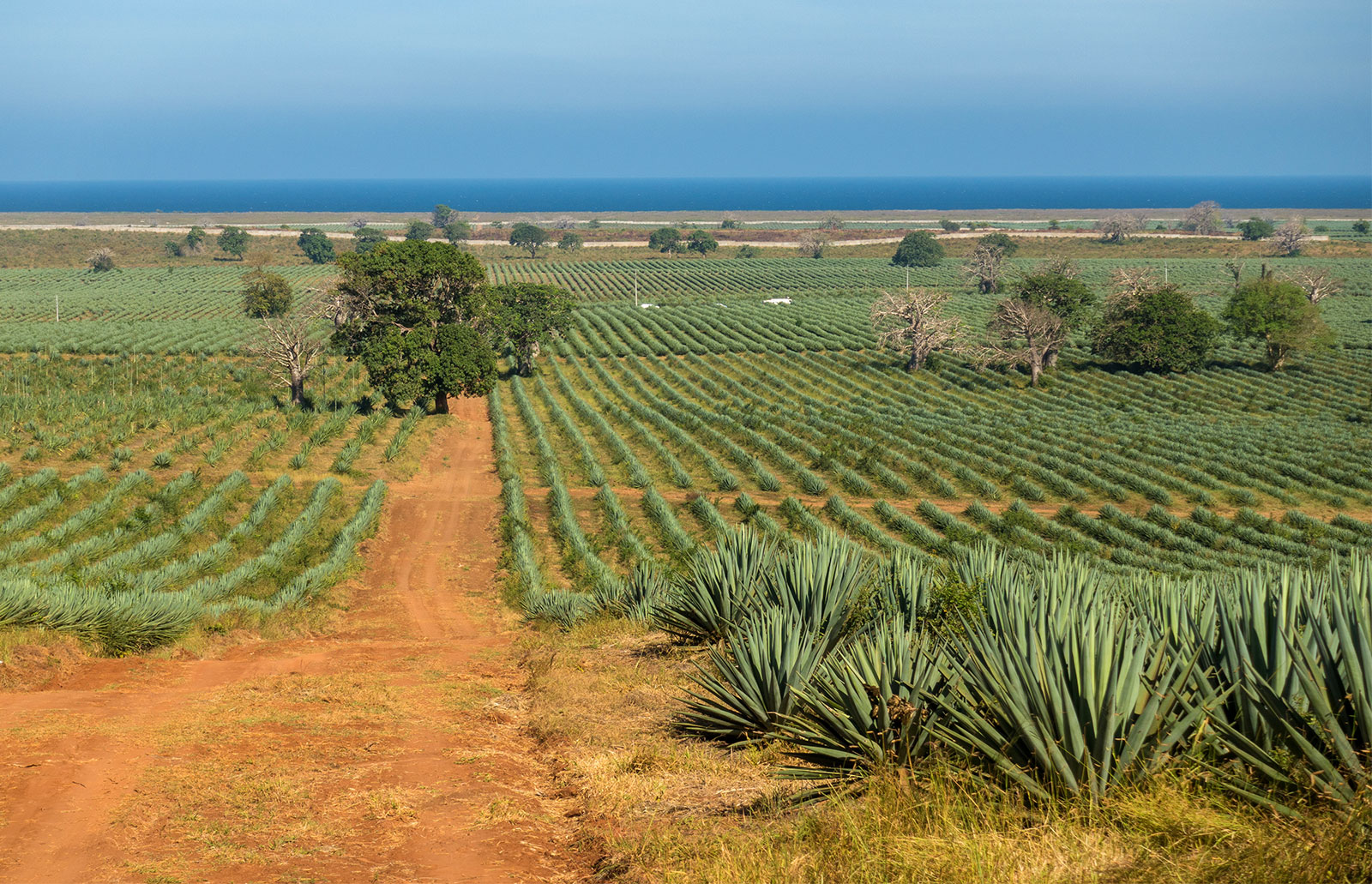 Kenya’s Q1 earnings from sisal rise as global prices surge