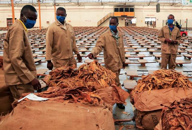 Zimbabwe tobacco sales to rise to 200 million kg, farmers to keep more dollars