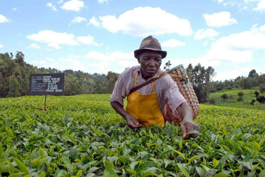 Kenya’s tea exports surging nearly 19 percent in Q1