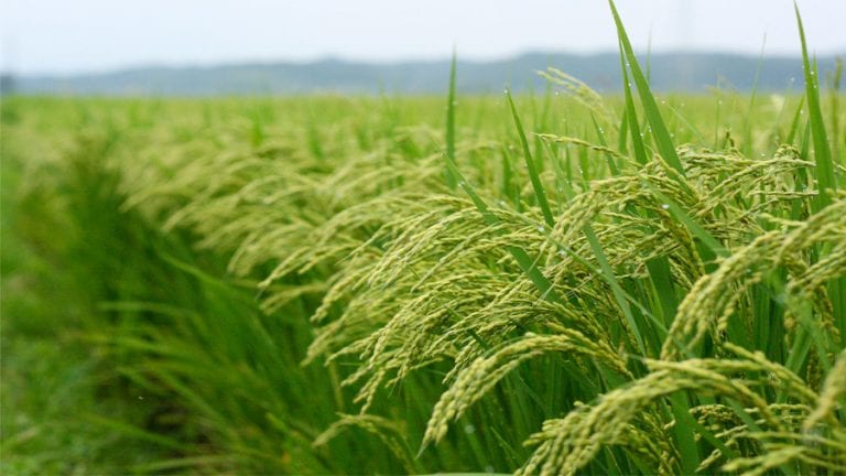 Kenya to start commercial production of hybrid rice, cut imports