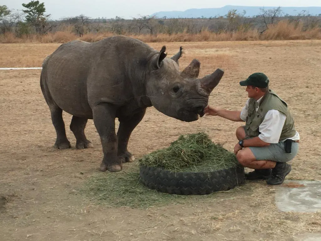 Zimbabwe reintroduces black rhinos to second largest national park