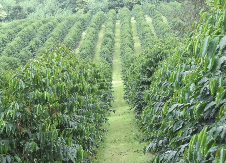 Uganda Coffee Exports hit 30-year record high