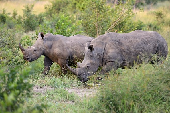 Rhino killings on the rise in South Africa