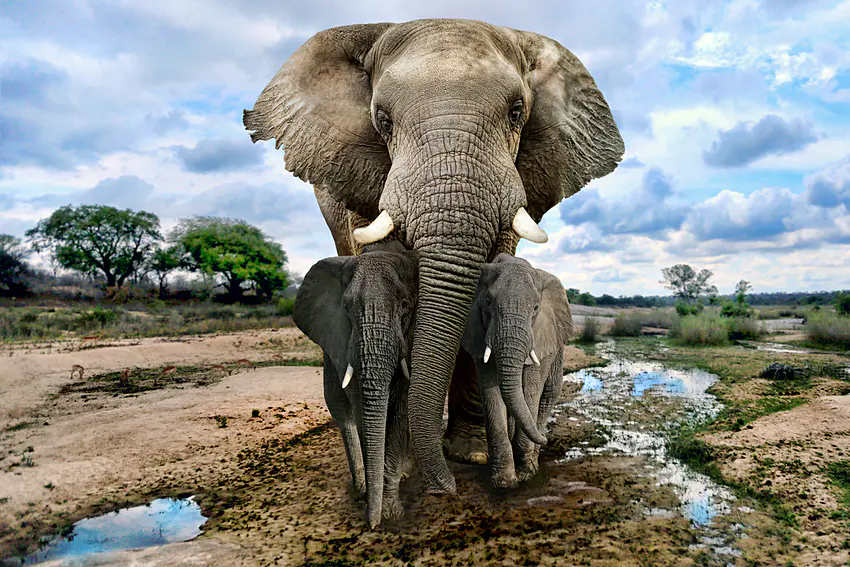 Kenya to raise 910,000 USD for conservation of iconic elephant species