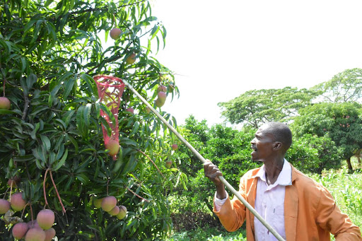 Kenya eyeing Germany and UK mango export markets