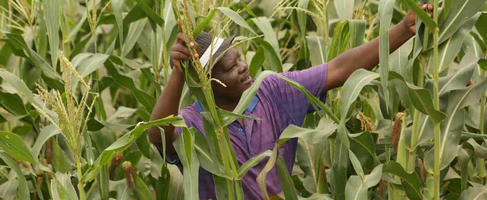 Zimbabwe: A farmer harvests success in refugee camp
