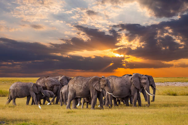Serengeti intensifies fight against poaching