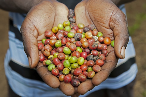 Tanzania to Boost Coffee Production