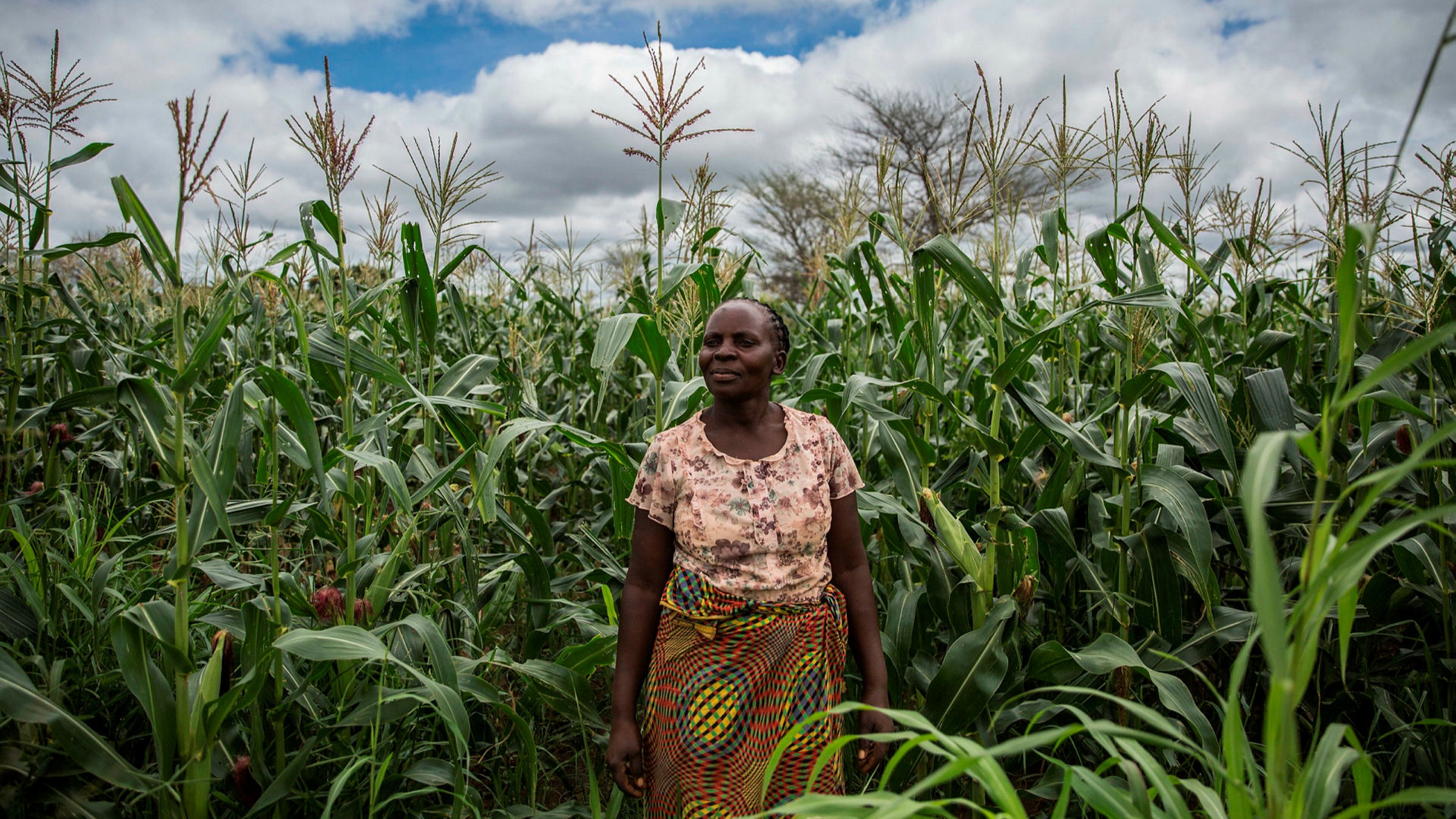 African agriculture without African farmers