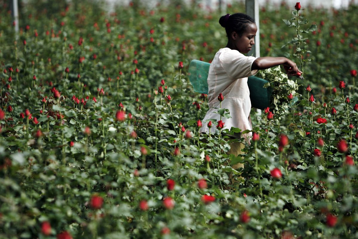 East African Flower Demand Jumps as Fuel Costs Hobble Europe