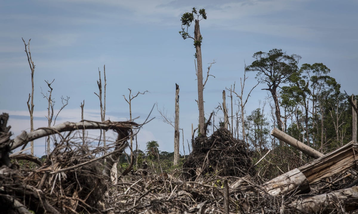 Gabon gambles on sustainable logging to prevent deforestation