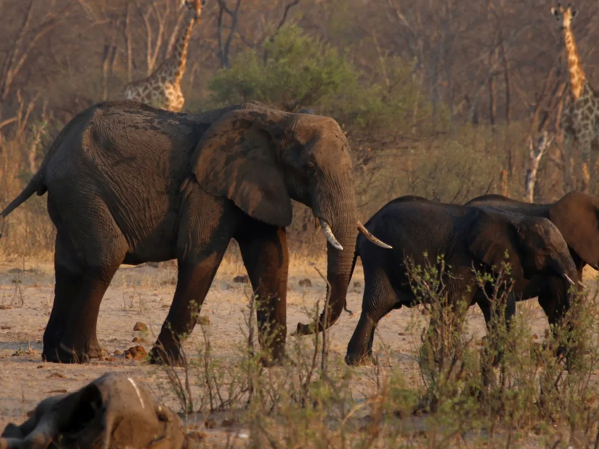 Zimbabwe’s elephants becoming a danger unto themselves, parks official says