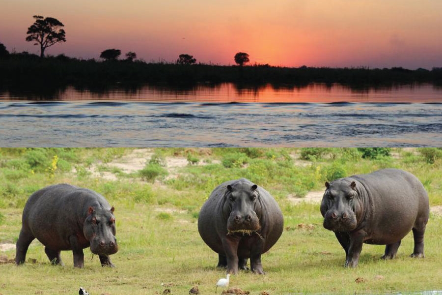 Namibia, Botswana, Zambia and Zimbabwe launch first coordinated aerial elephant survey