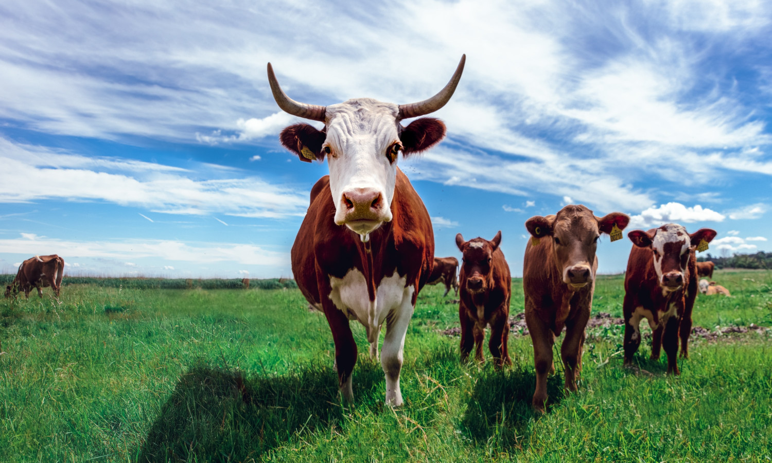 Dairy farming: Entrepreneurship opportunities in Africa