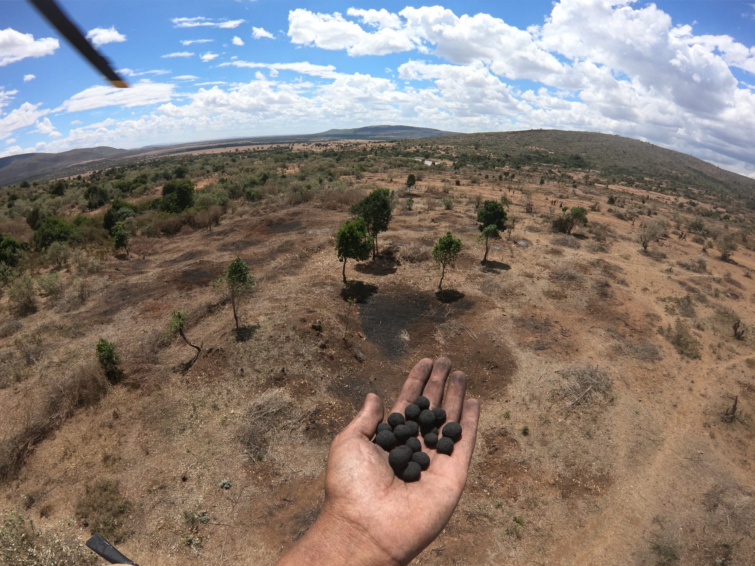Planting trees in semi-arid regions using seedballs