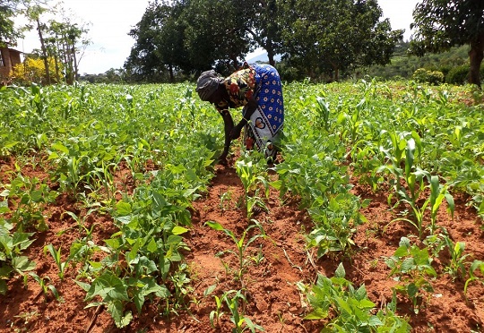 The Gambia secures $40m for inclusive, resilient and competitive agriculture