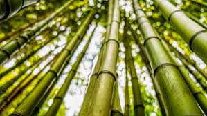 Global bamboo market to reach $82.90 billion by 2028