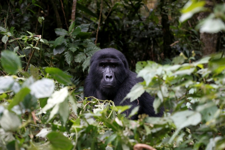 The approach to conservation in Africa needs to change