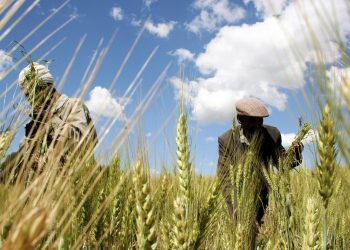 Out of Ukraine war, a plan for Africa’s food security
