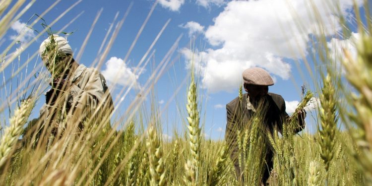 Out of Ukraine war, a plan for Africa’s food security