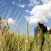 Out of Ukraine war, a plan for Africa’s food security