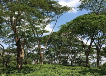 African scientists call for better forests management to boost climate resilience