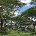 African scientists call for better forests management to boost climate resilience