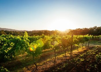 Expect ‘exceptional wines’ from SA this year despite smaller grape crop