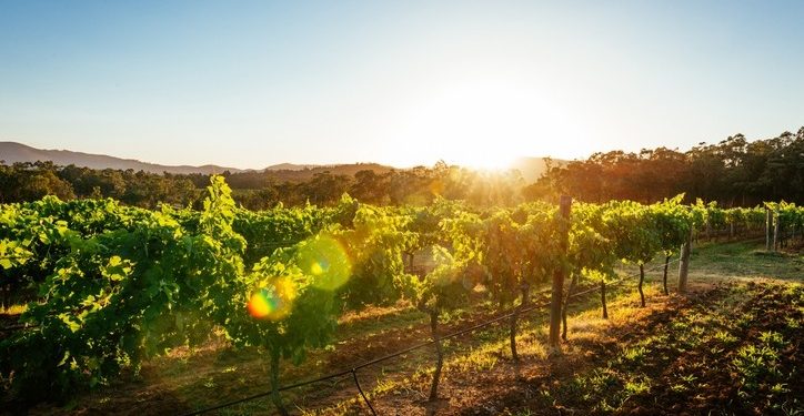 Expect ‘exceptional wines’ from SA this year despite smaller grape crop