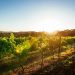 Expect ‘exceptional wines’ from SA this year despite smaller grape crop