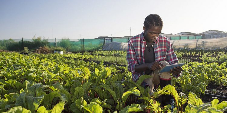 Malawi: Country strategy sparks transformation in agriculture