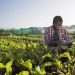 Malawi: Country strategy sparks transformation in agriculture