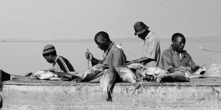 Demand for locally-produced fish opening up a multi-billion dollar market in Africa